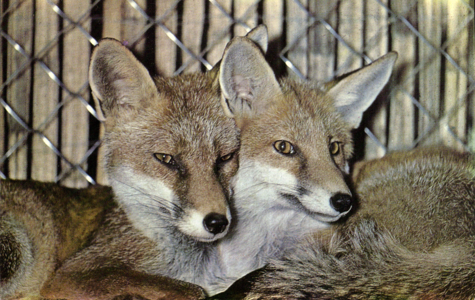 CPA Animaux de nos Montagnes Renards