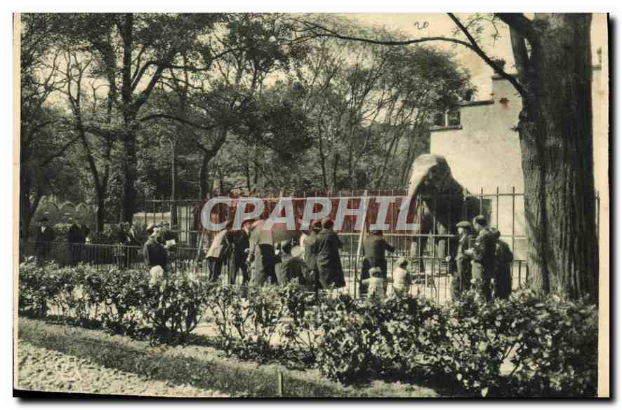 CPA Lyon Parc de la Tete d'Or Le Jardin Zoologique Elephant