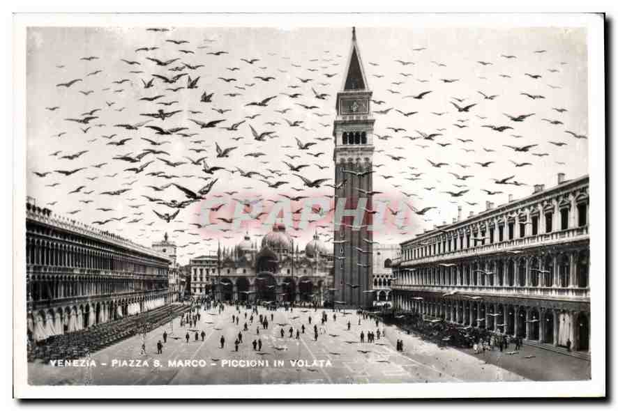 CPA Venezia Piazza S Marco Piccioni in Volata 
