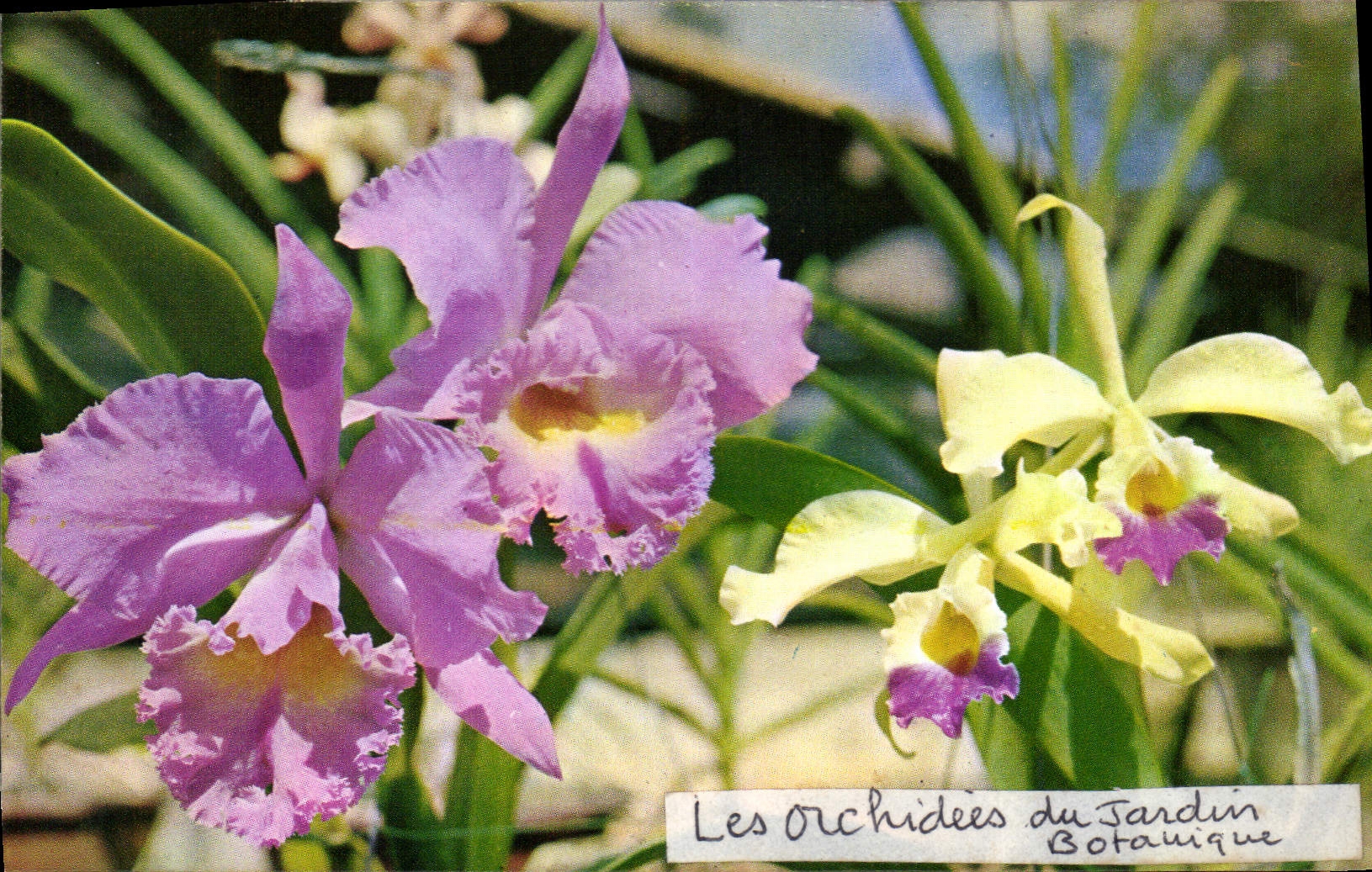 CPA Cattleya Singapore The largest breed of orchids with sweet smelling 