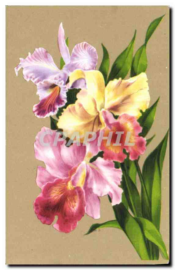 CPA Fleurs