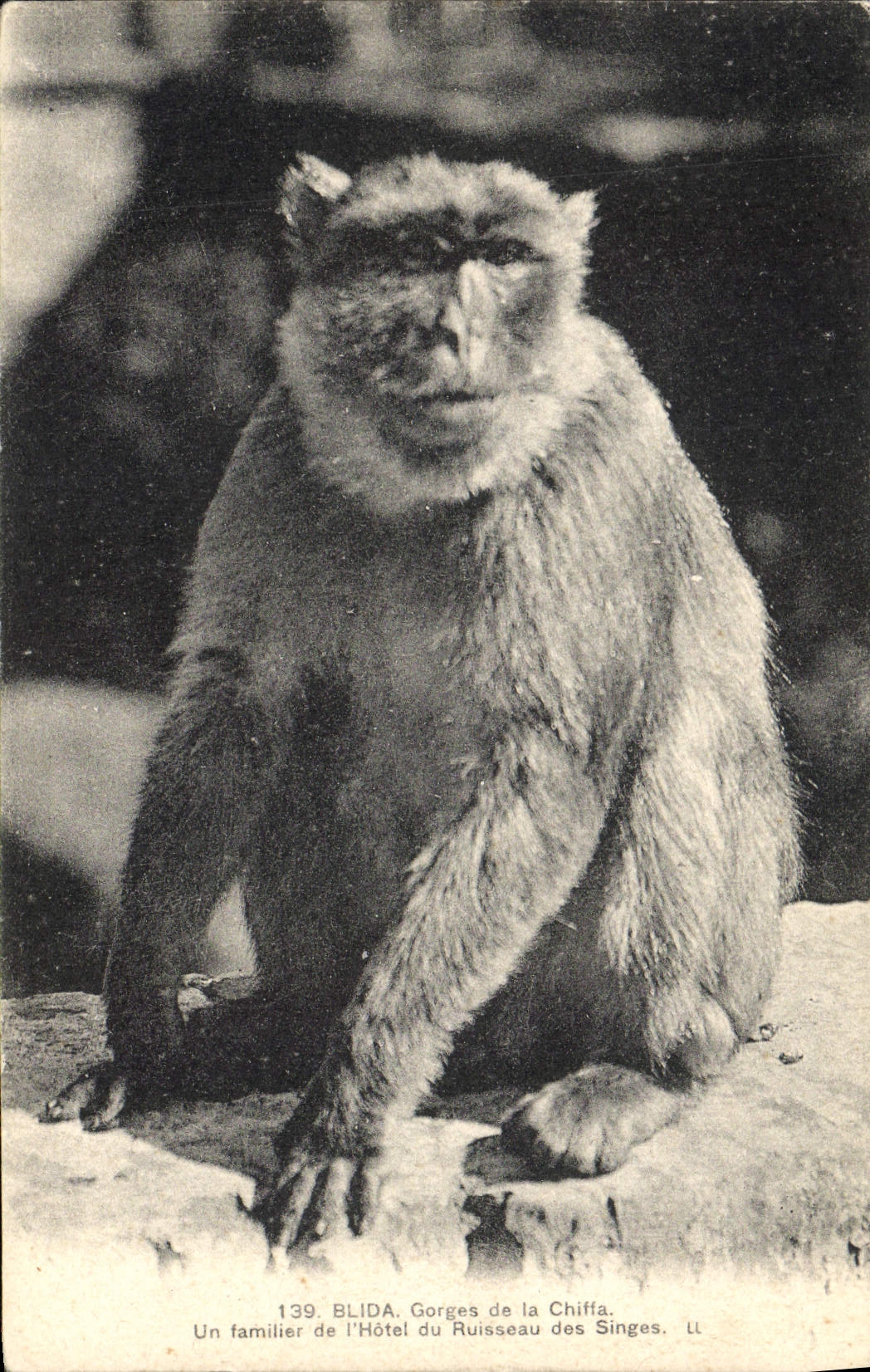 CPA Blida Gorges de la Chille Un familier de l'Hotel du Ruisseau des Singes 