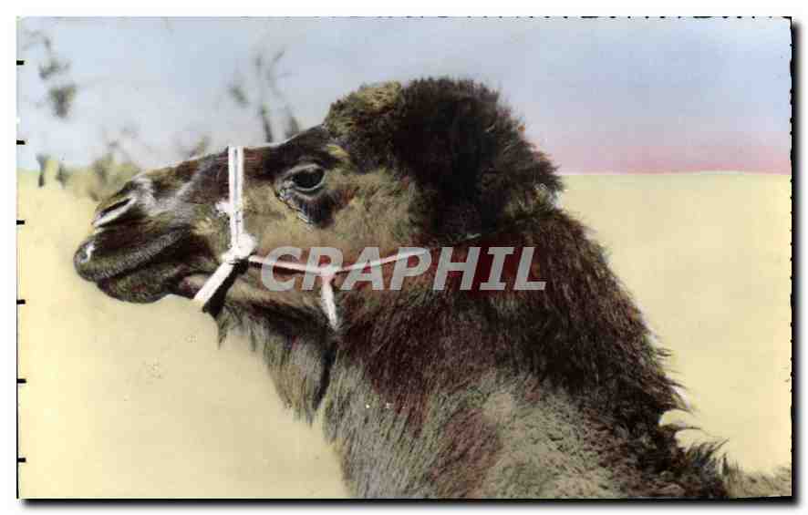 CPA Scenes et Types Chameau Boussaadien 