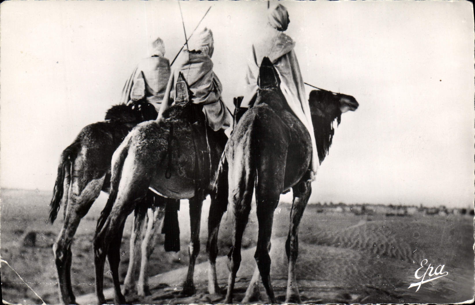 CPA Biskra Groupe de Touaregs Dromadaires