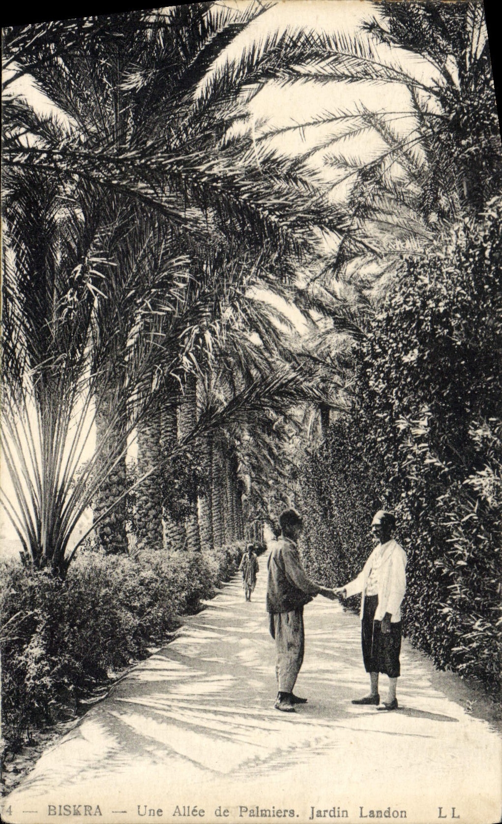 CPA Biskra Une Allee de Palmiers Jardin Landon 