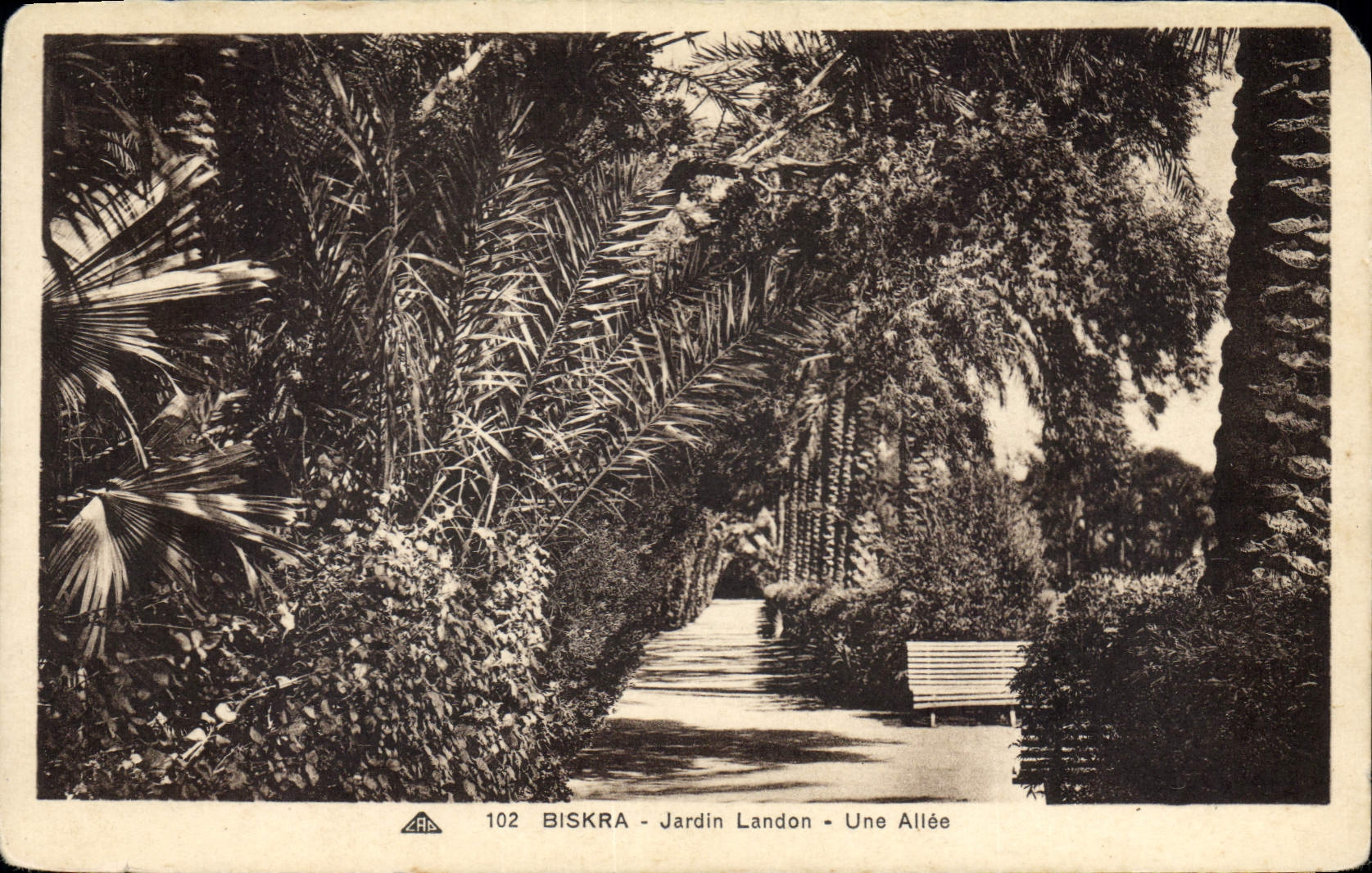 CPA Biskra Jardin Landon Une Allee 