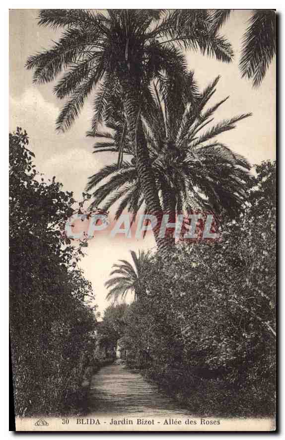 CPA Blida Jardin Bizol Allee des Roses 