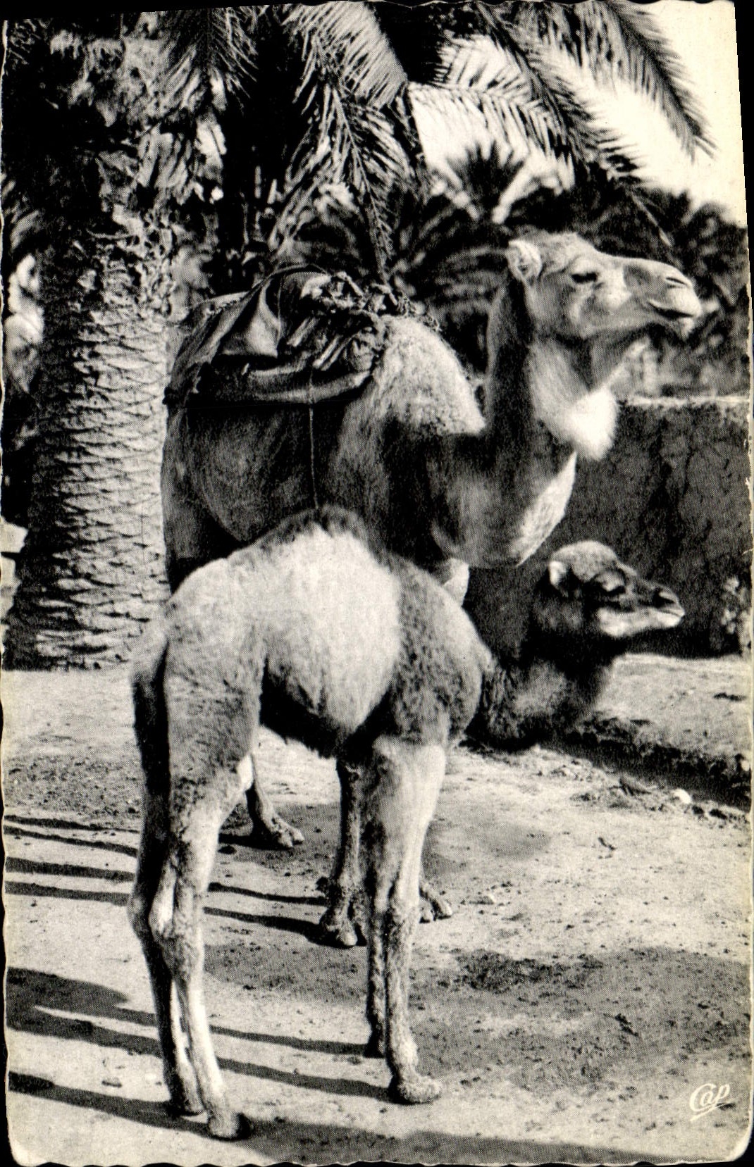 Camel et poulain — scène de désert — éditeur C.P. n° 1157