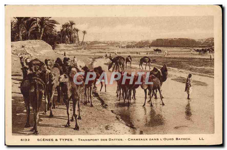 Chameaux dans l'Oued Bayech — Transport des dattes — Scènes & Types, n°6132, LL