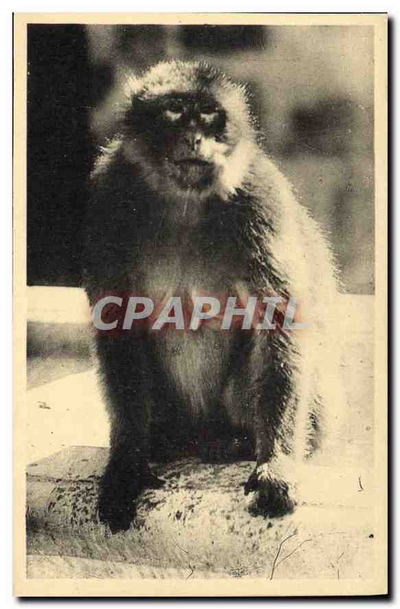 CPA Blida Gorges de la Chiffa Ruisseau des Singes Zigomar 