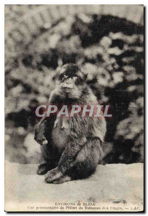 CPA Environs de Blida Une pensionnaire de l'Hotel du Russeau des Singes 