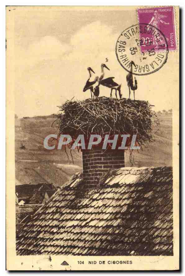 CPA Nid de Cigognes 