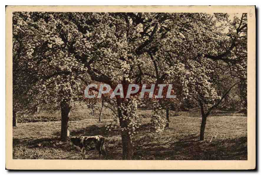 CPA La Douce France Normandie Pommiers en fleurs 
