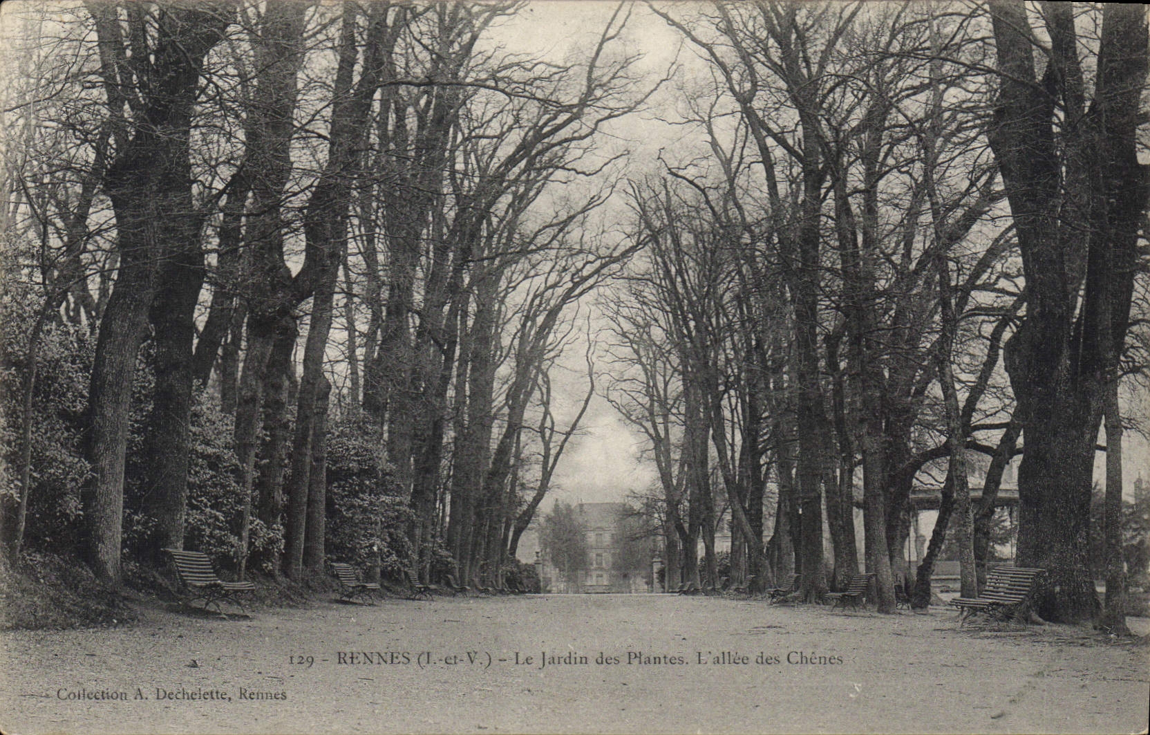Rennes (Il-et-V.) - Le Jardin des Plantes. L'allée des Chênes — Collection A. Dechelette, Rennes
