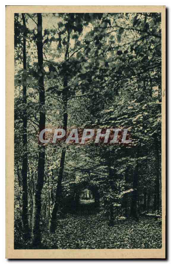 Forêt dense — vue de la forêt — éditeur Bonnemain (Ille-et-Vilaine) n° 289201