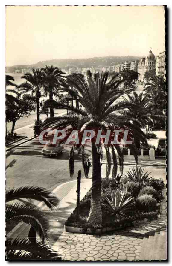 CPA Nice AM La Promenade des Anglais et ses Palmiers 
