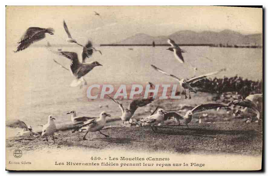 Les Mouettes (Cannes) — Les Hivernantes fidèles prenant leur repas sur la Plage — Édition Giletta, n° 450