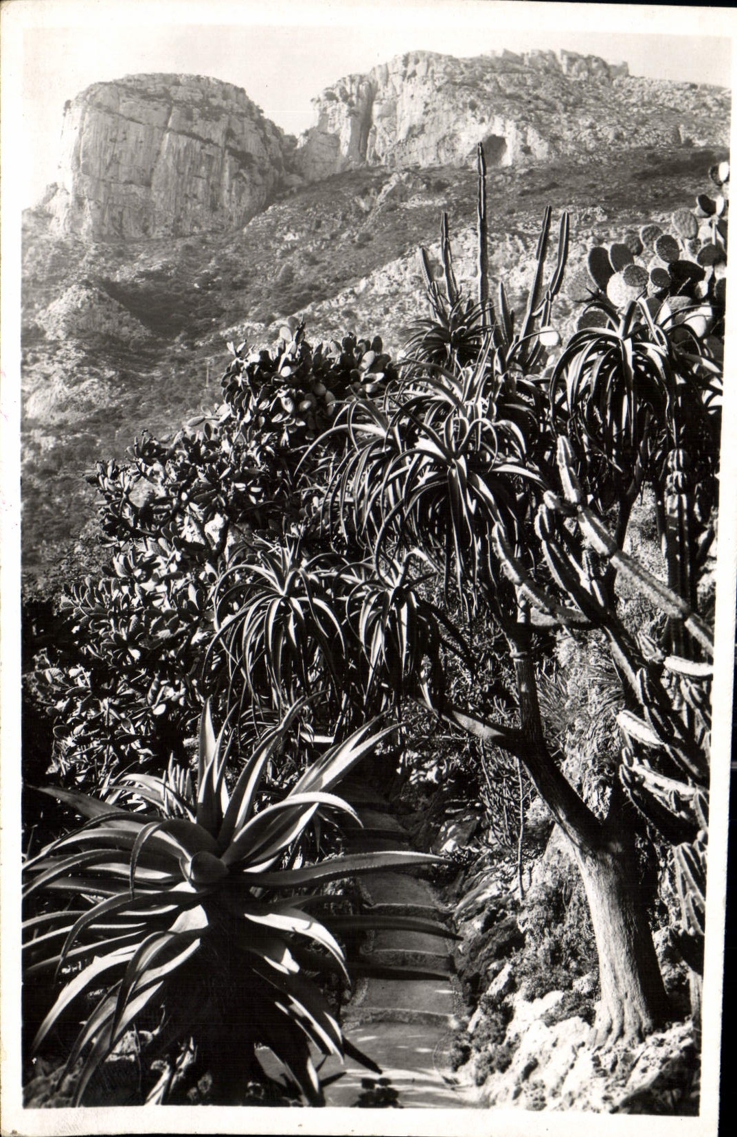 Monaco — Les Jardins Exotiques — Aloès et Opuntia divers