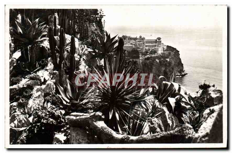 CPA Monaco Les jardins Exotiques 