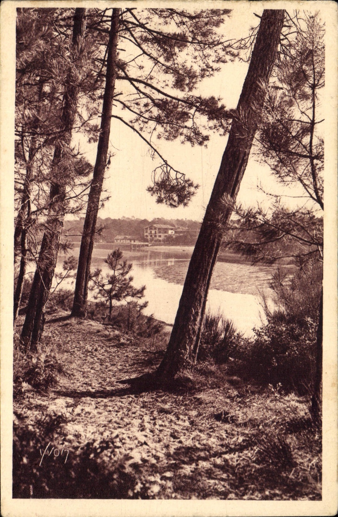 CPA Cote d'Argent Hossegor Landes Une vue du lac a Travers Les Pins 