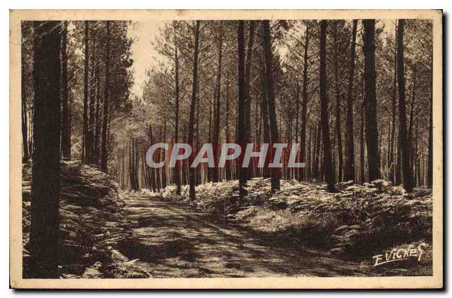 CPA Paysages landais Chemin Muletier entre pins et fourgeres 
