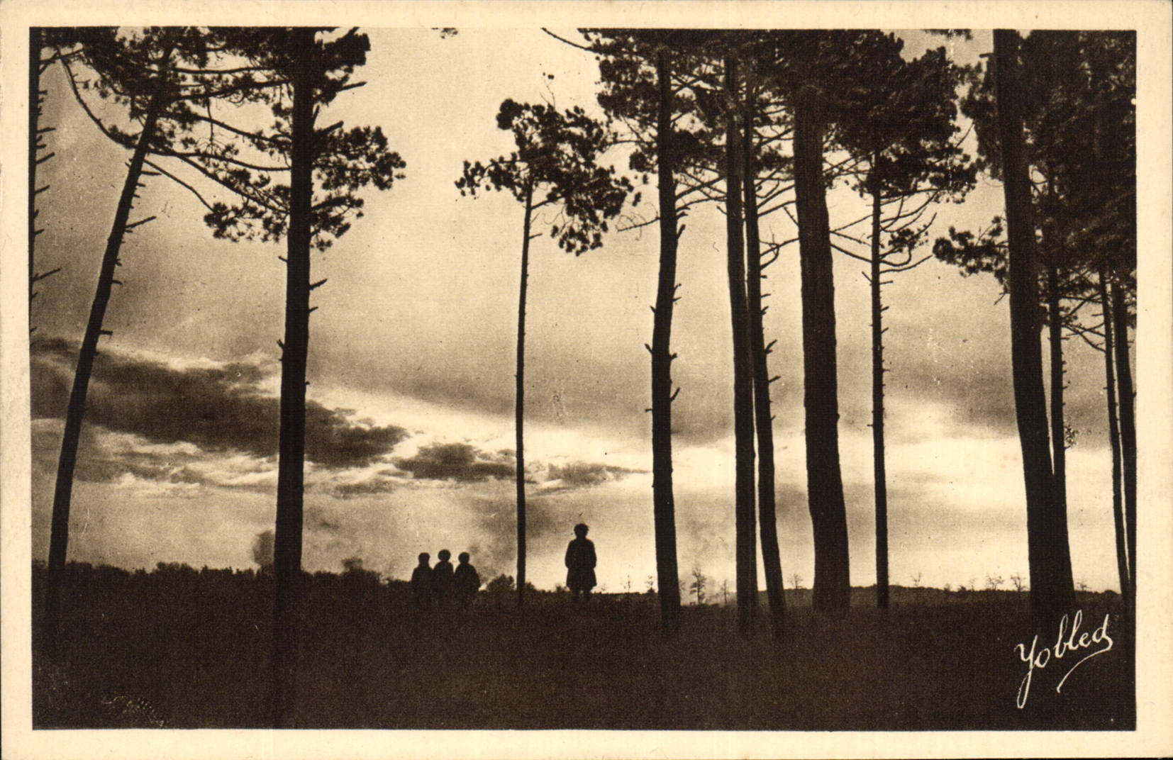 CPA Dans Les Landes de Gascgogne les Pins 