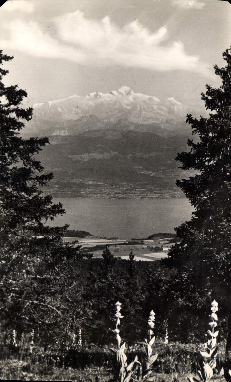 Le LAC LEMAN et le MONT BLANC vus du COL DE LA FAUCILLE — Édition et Photo F. PROTEI, 3222 bis, DOLL (Jura)