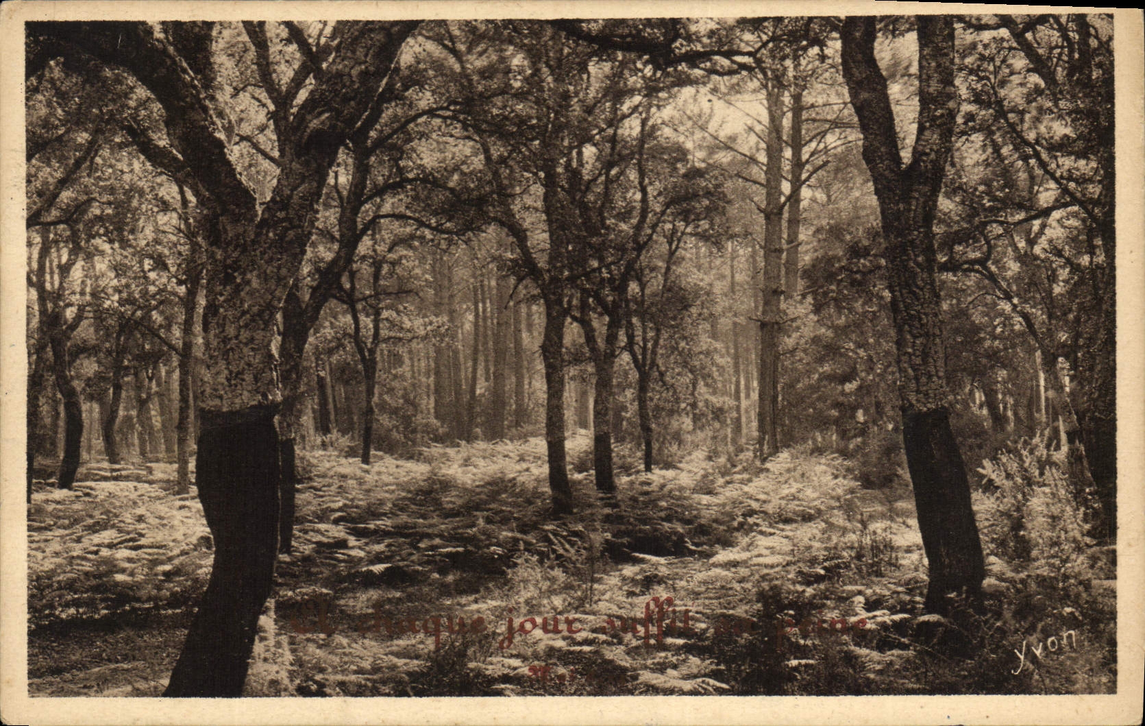 Forêt de Chênes-lièges — Les Landes de Gascogne — Édition d'Art YVON