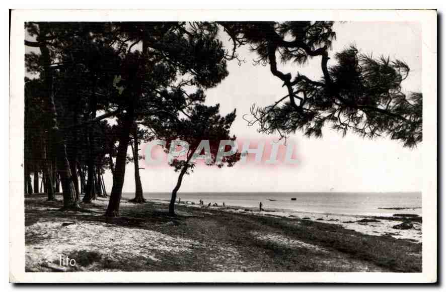 Pins rivant la Plage du Mauret — Andernos-les-Bains — Éditions Tito, Bordeaux
