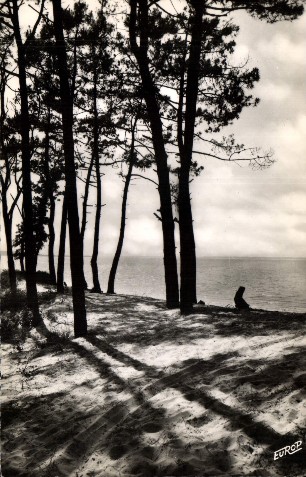 CPA Cote Allantique les Pins sur la dune 
