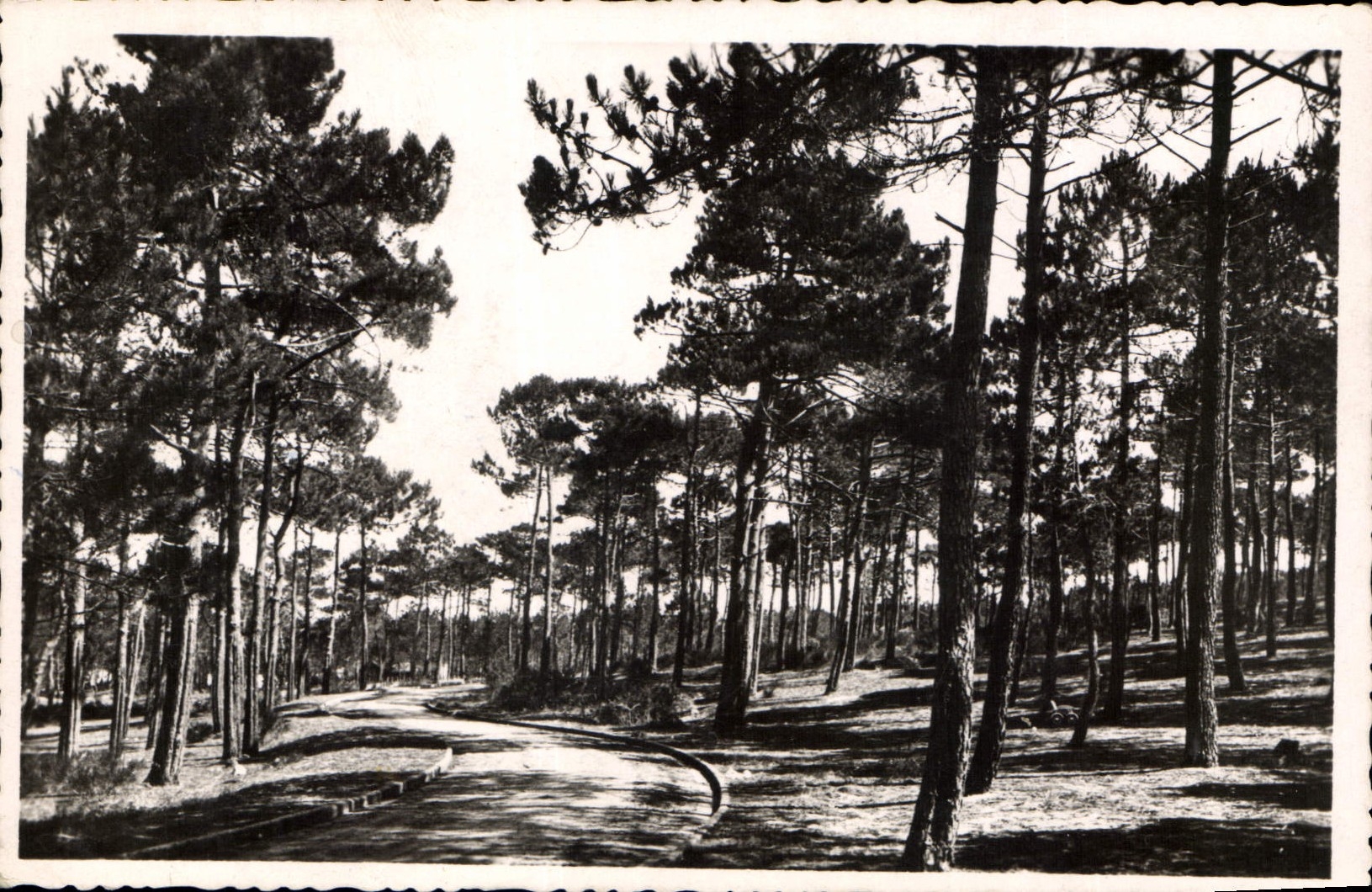 CPA Lacanau Ocean Route dans la Foret Andre Delbeau Grand Bazar du Capitole 