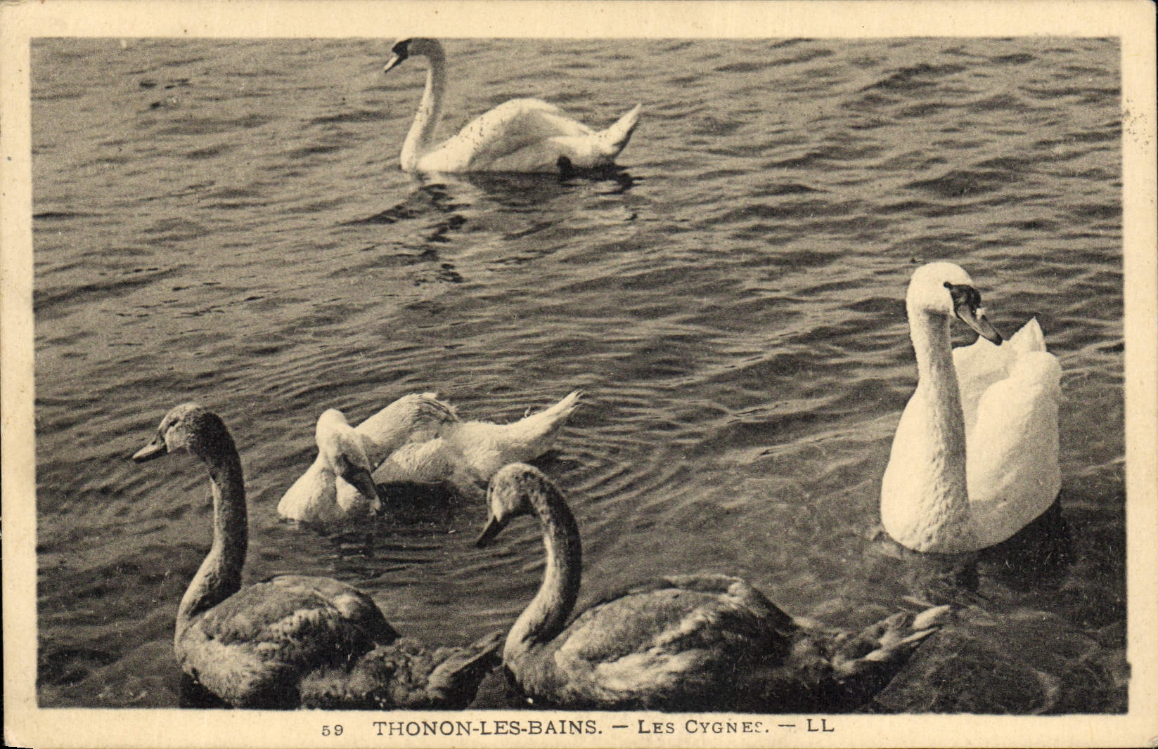 Thonon-les-Bains — Les Cygnes — LL