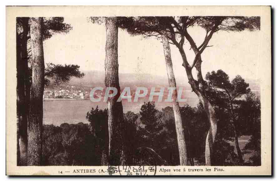 CPA Antibes A M La Chaine des Alpes vue a travers les Pins 
