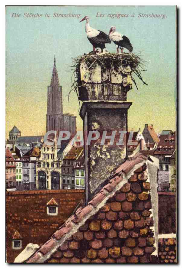 CPA Les cigognes a Strasbourg 