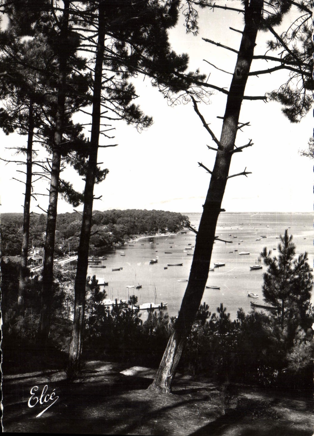 CPA Bassin d'Arcachon Gironde Echappee sur le Bassin a travers les Pins 