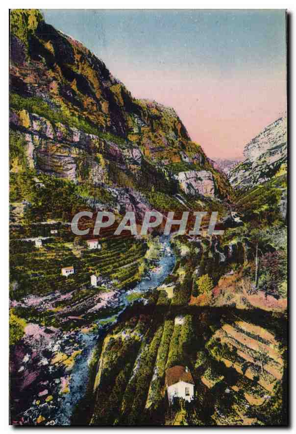 CPA Les Gorges du Loup A M entree des Gorges Plantations d'Orangers 