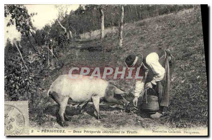 REPRO Perigueux Deux Perigards cherohant la Truffe Porc Cochon
