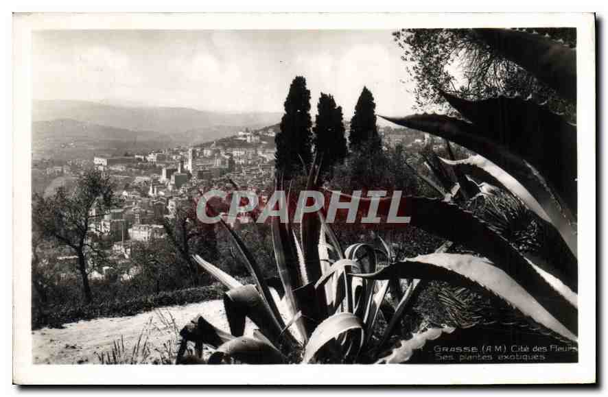 CPA Grasse A M Cite des Fleurs ses plantes exotiques 