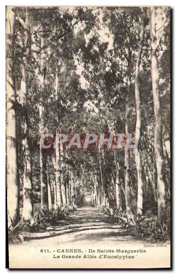 Cannes - Île Sainte-Marguerite - La Grande Allée d'Eucalyptus — Édition Gillet