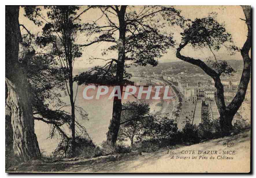 CPA Cote d'Azur Nice a travers les Pins du Chateau 