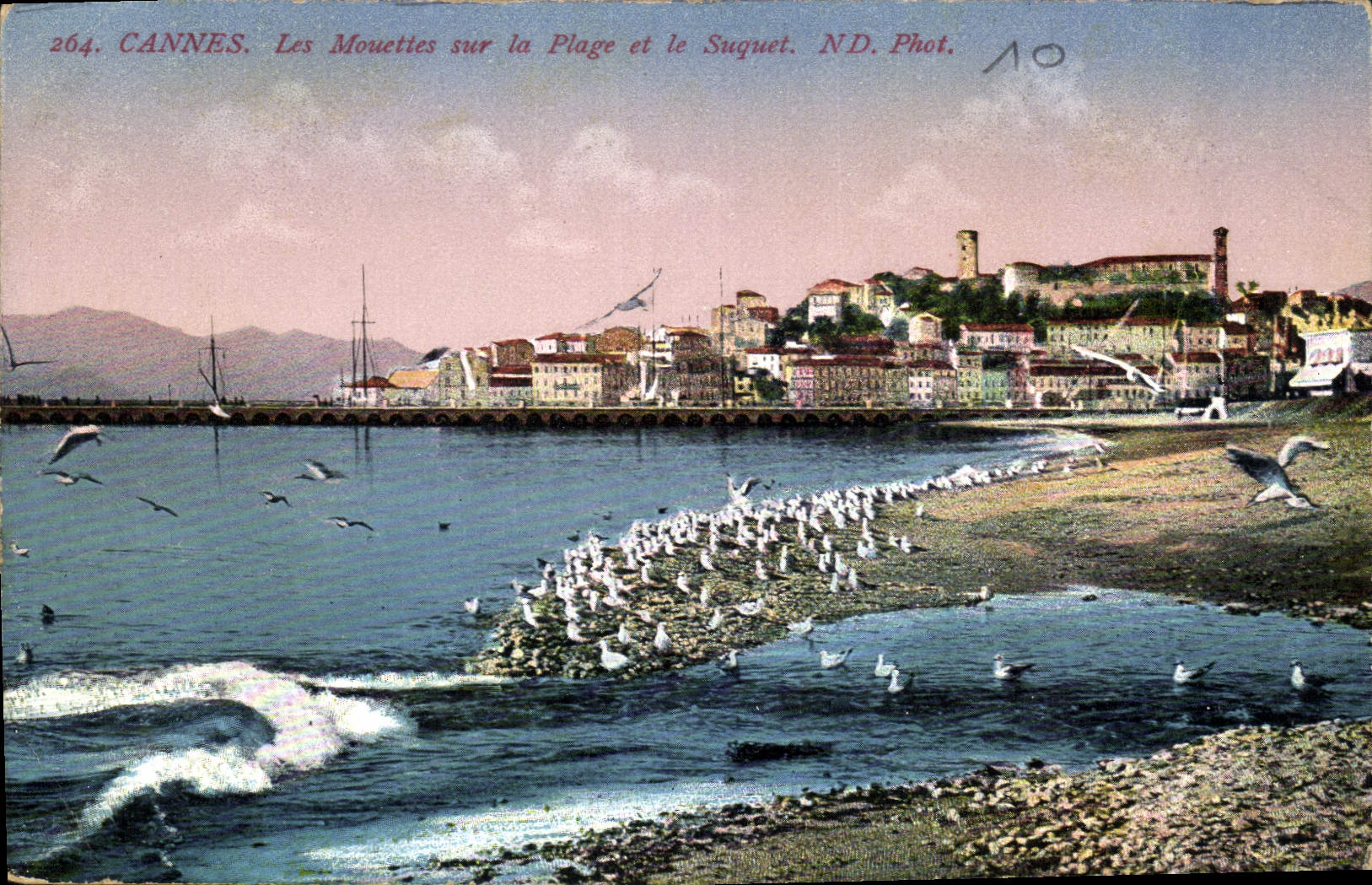 CANNES. Les Mouettes sur la Plage et le Suquet. ND. Phot. n°264