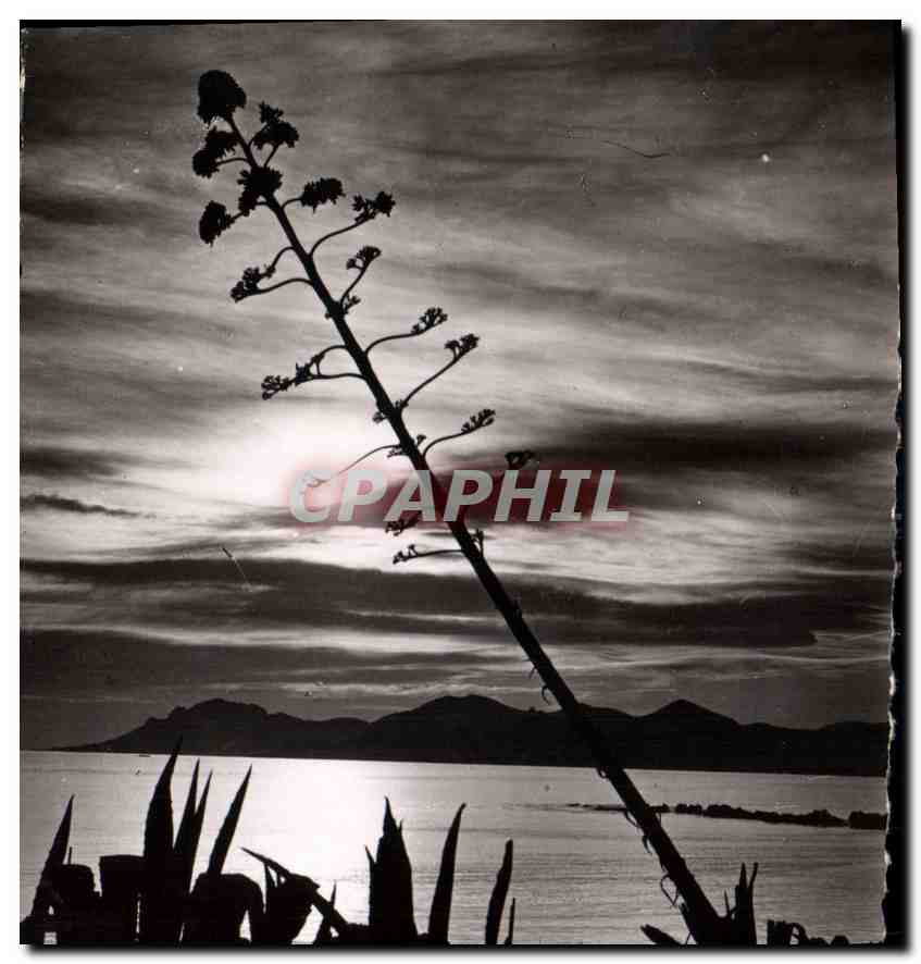 CPA La Cote d'Azur Cannes Coucher de Soleil dans l'Esterel 