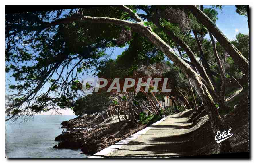 CPA Menton Carnoles La Promenade du Cap Martin 