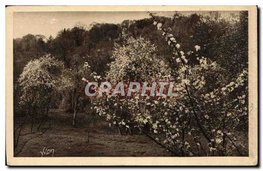 CPA Normandie Pommiers en fleurs 