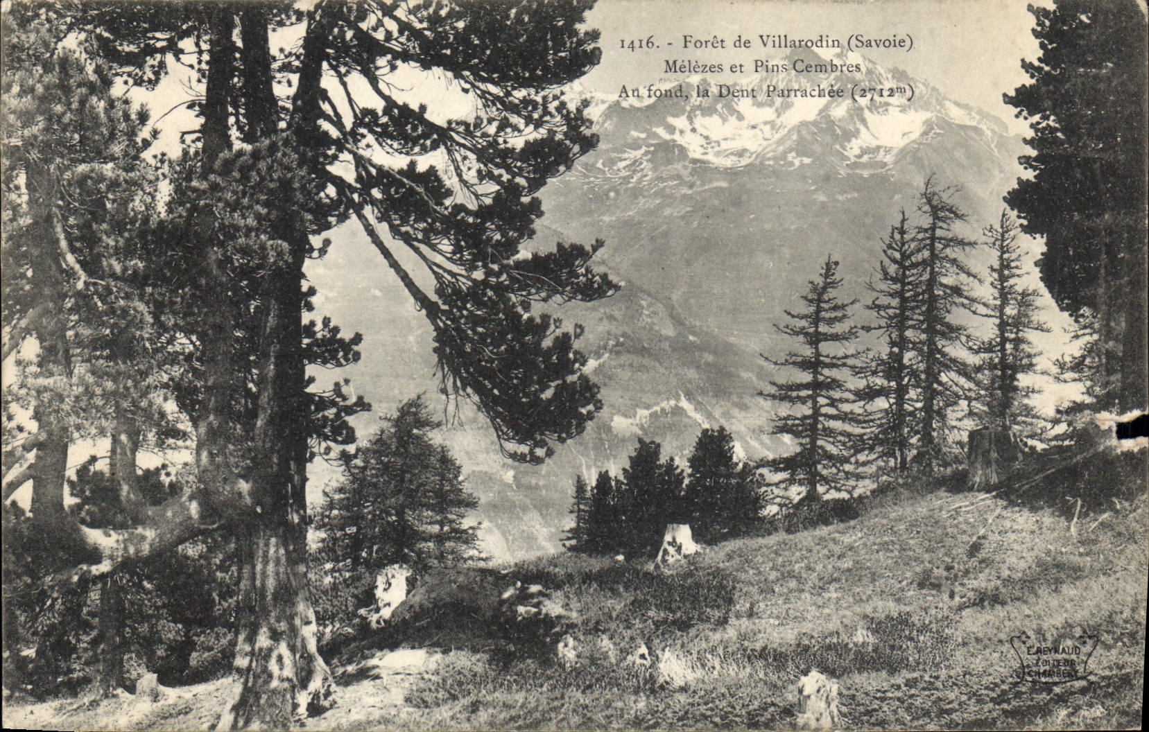 CPA Foret de Villarodin Savoie Melezes et Pins Cembres au fond la Dent Parrachee 