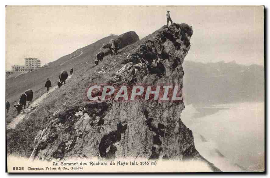 CPA Au Sommet des Rochers de Naye Vaches