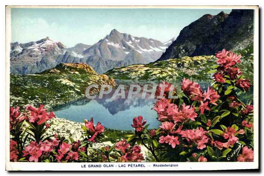 CPA le Grand Olan Lac Petarel Rhododendron 