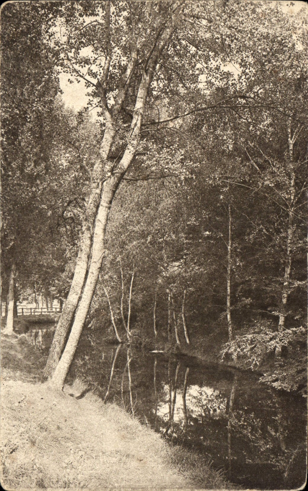 CPA Arbre