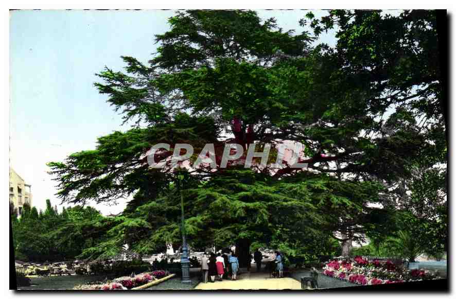 CPA Rennes Ille et Vilaine Jardin du Thabor Le Cedre 