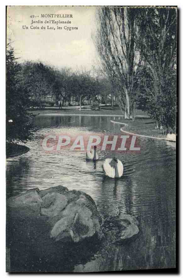 Montpellier — Esplanade Garden, A Corner of the Lake, the Swans — Phototypie A. Bardou